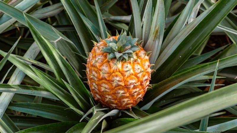 Hydroponic Fruit Gardens: 11 Plants for Year-Round Harvest