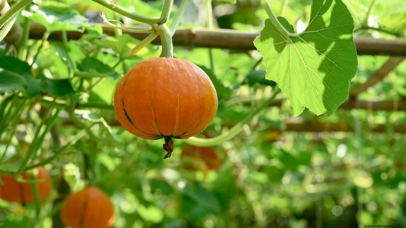 Hydroponic Fruit Gardens: 11 Plants for Year-Round Harvest