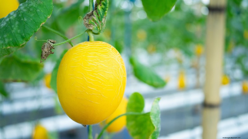 Hydroponic Fruit Gardens: 11 Plants for Year-Round Harvest