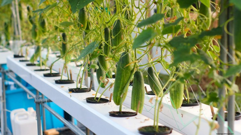 Hydroponic Fruit Gardens: 11 Plants for Year-Round Harvest
