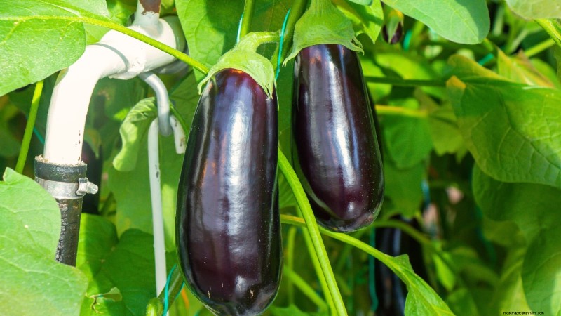 Hydroponic Fruit Gardens: 11 Plants for Year-Round Harvest