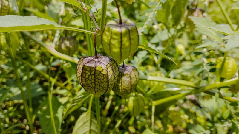 Hydroponic Fruit Gardens: 11 Plants for Year-Round Harvest