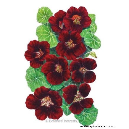 Top 25 Vegetables for Hydroponic Gardening: A Beginner s Guide