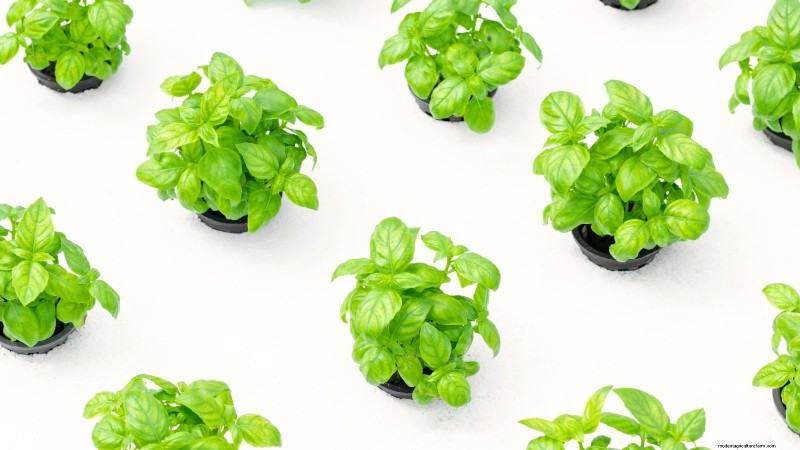 Top 25 Vegetables for Hydroponic Gardening: A Beginner s Guide