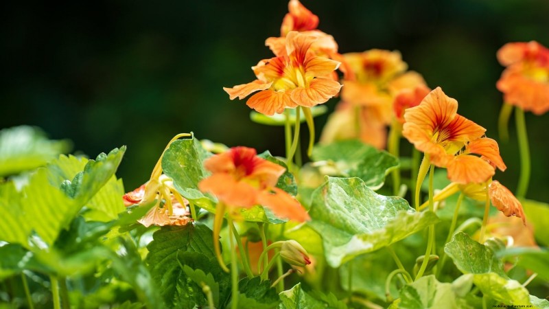 Top 25 Vegetables for Hydroponic Gardening: A Beginner s Guide