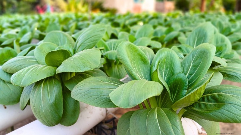 Top 25 Vegetables for Hydroponic Gardening: A Beginner s Guide