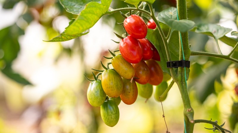 Top 25 Vegetables for Hydroponic Gardening: A Beginner s Guide