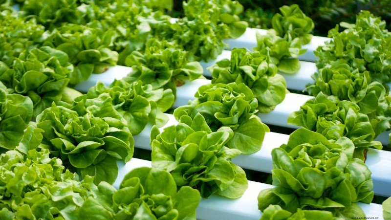 Top 25 Vegetables for Hydroponic Gardening: A Beginner s Guide