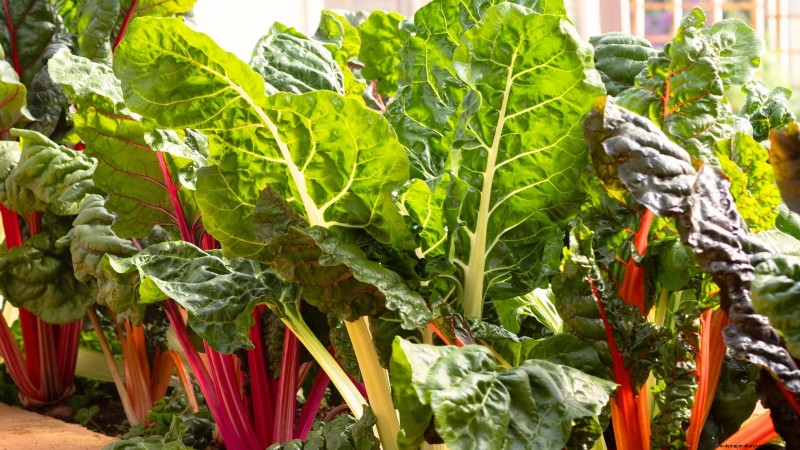 Top 25 Vegetables for Hydroponic Gardening: A Beginner s Guide