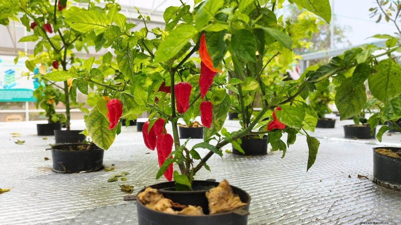 Top 25 Vegetables for Hydroponic Gardening: A Beginner s Guide