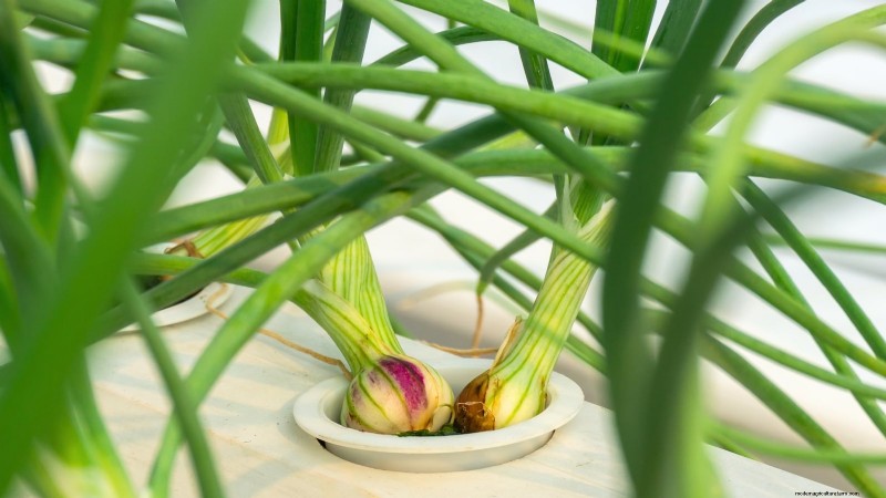 Top 25 Vegetables for Hydroponic Gardening: A Beginner s Guide