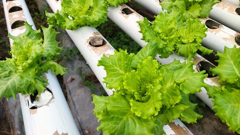 Top 25 Vegetables for Hydroponic Gardening: A Beginner s Guide