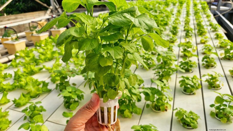 Top 25 Vegetables for Hydroponic Gardening: A Beginner s Guide