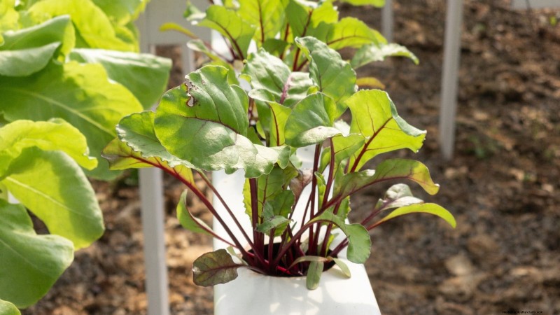 Top 25 Vegetables for Hydroponic Gardening: A Beginner s Guide