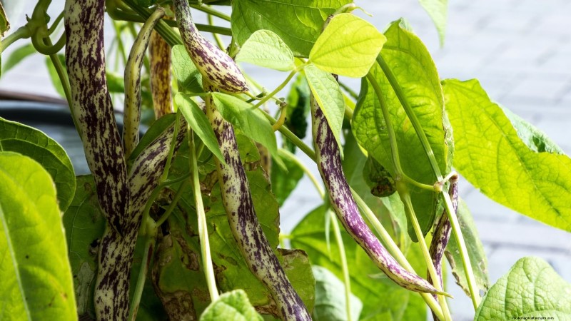 Top 25 Vegetables for Hydroponic Gardening: A Beginner s Guide