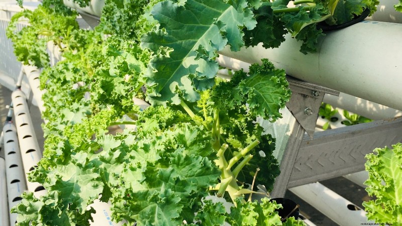 Top 25 Vegetables for Hydroponic Gardening: A Beginner s Guide