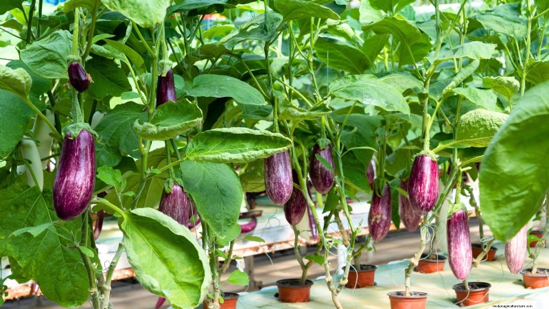 Top 25 Vegetables for Hydroponic Gardening: A Beginner s Guide