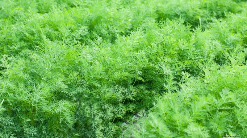 Top 25 Vegetables for Hydroponic Gardening: A Beginner s Guide