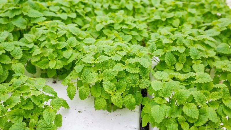 Top 25 Vegetables for Hydroponic Gardening: A Beginner s Guide