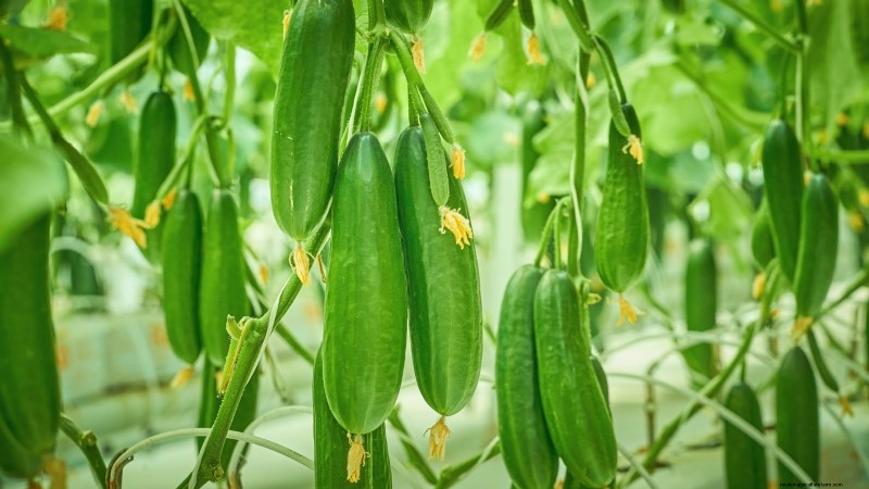 Top 25 Vegetables for Hydroponic Gardening: A Beginner s Guide