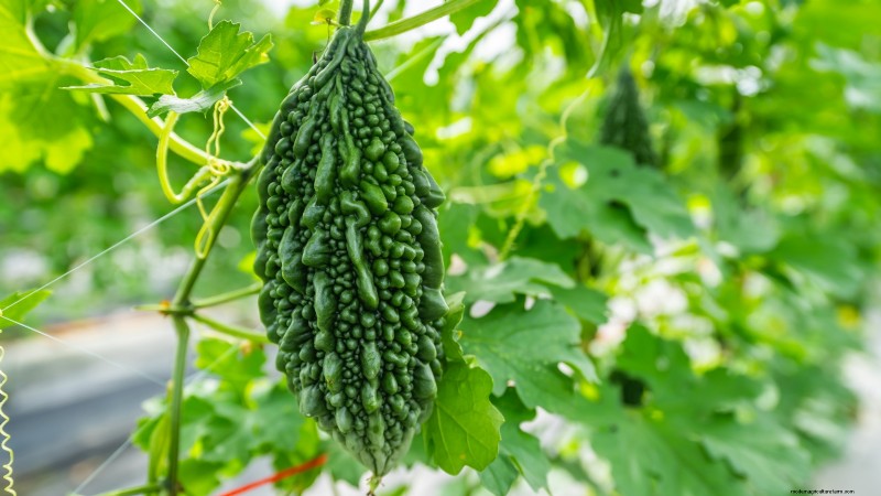 Top 25 Vegetables for Hydroponic Gardening: A Beginner s Guide