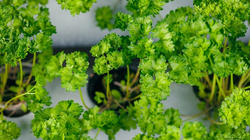 Top 25 Vegetables for Hydroponic Gardening: A Beginner s Guide