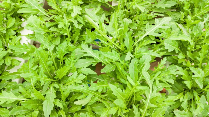 Top 25 Vegetables for Hydroponic Gardening: A Beginner s Guide