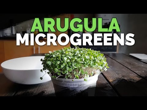 Top 25 Vegetables for Hydroponic Gardening: A Beginner s Guide