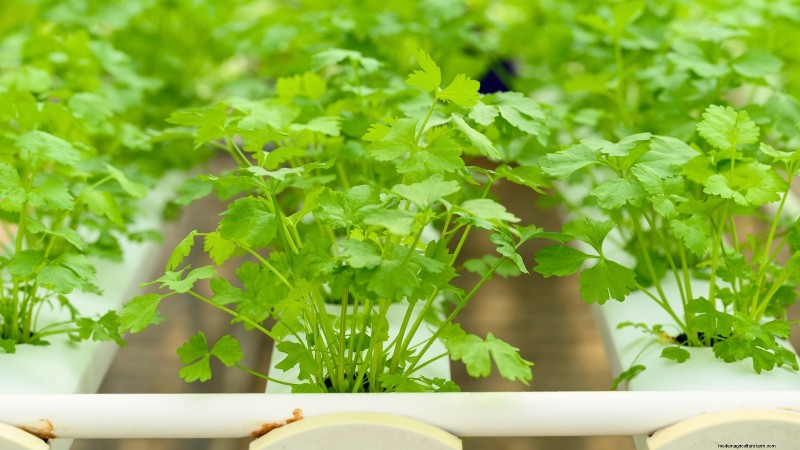 Top 25 Vegetables for Hydroponic Gardening: A Beginner s Guide