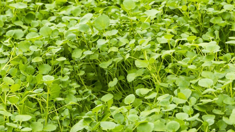 Top 25 Vegetables for Hydroponic Gardening: A Beginner s Guide