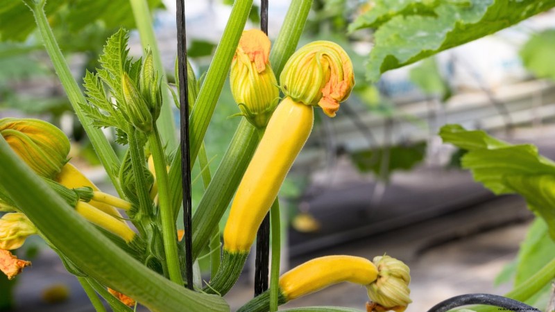Top 25 Vegetables for Hydroponic Gardening: A Beginner s Guide
