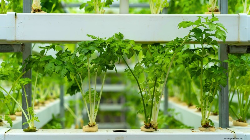 Top 25 Vegetables for Hydroponic Gardening: A Beginner s Guide