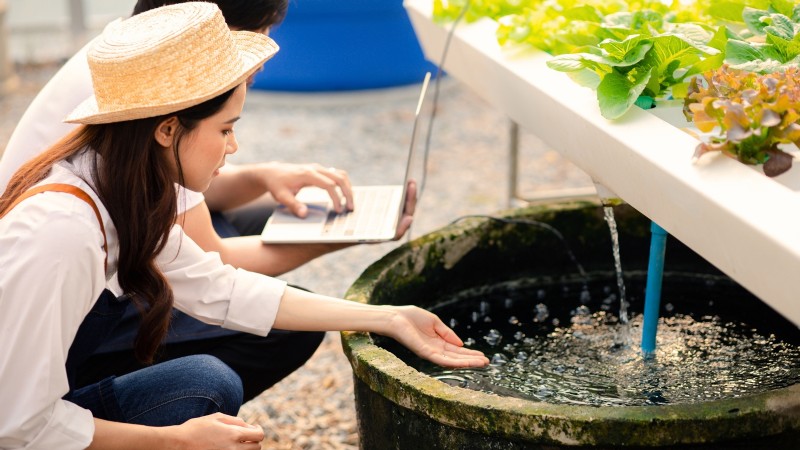 Hydroponics: A Beginner s Guide to Soil-Less Gardening