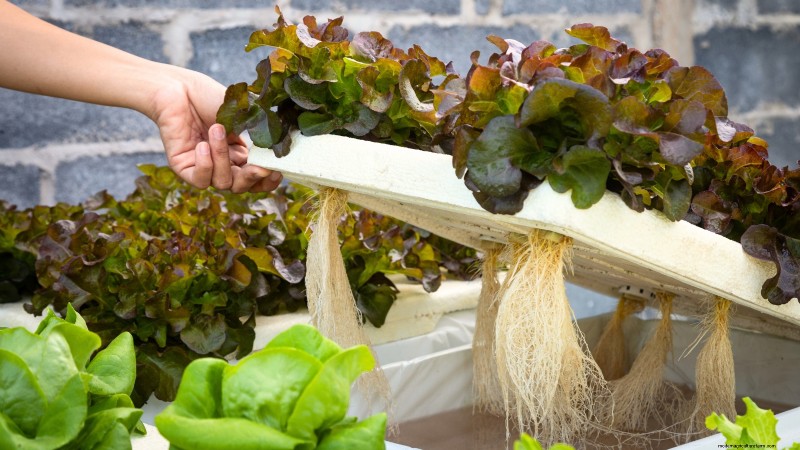 Hydroponics: A Beginner s Guide to Soil-Less Gardening