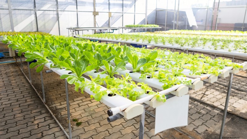 Hydroponics: A Beginner s Guide to Soil-Less Gardening