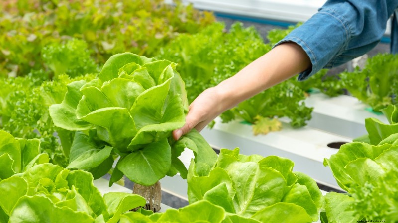 Hydroponics: A Beginner s Guide to Soil-Less Gardening
