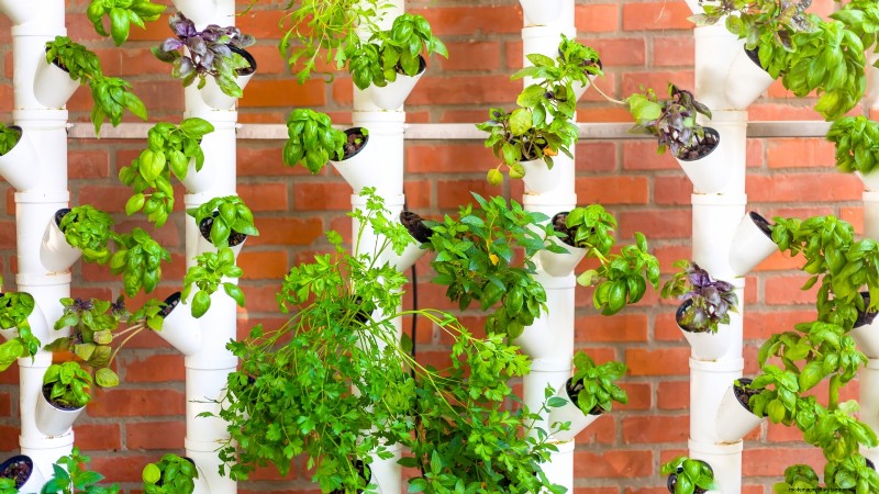 Hydroponics: A Beginner s Guide to Soil-Less Gardening