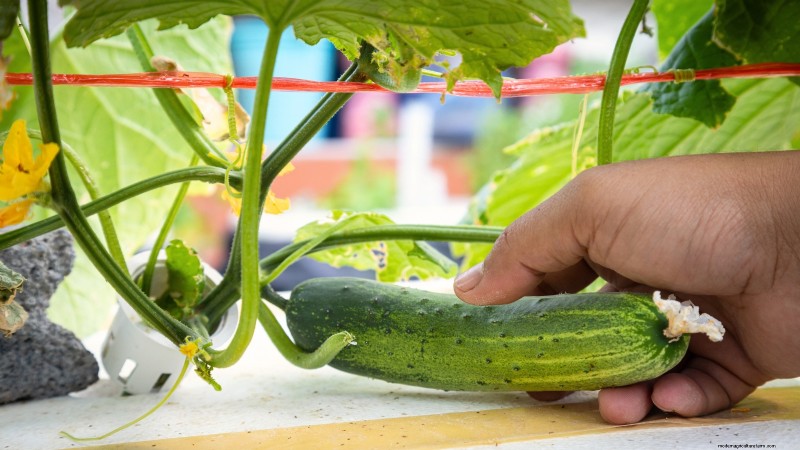 Hydroponics: A Beginner s Guide to Soil-Less Gardening