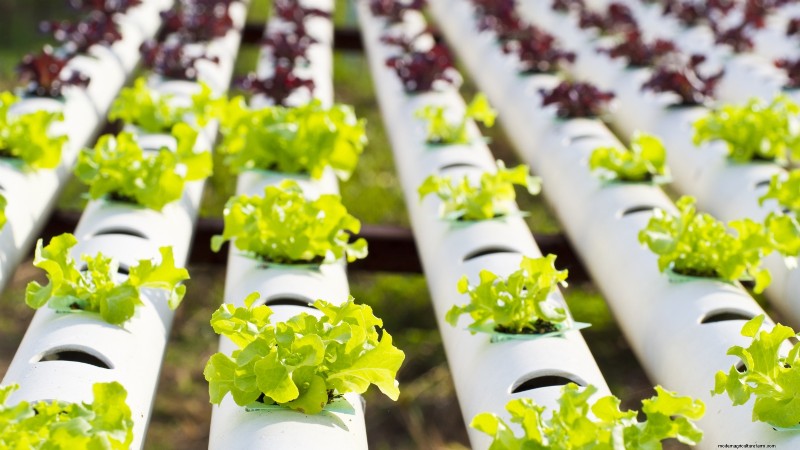 Hydroponics: A Beginner s Guide to Soil-Less Gardening