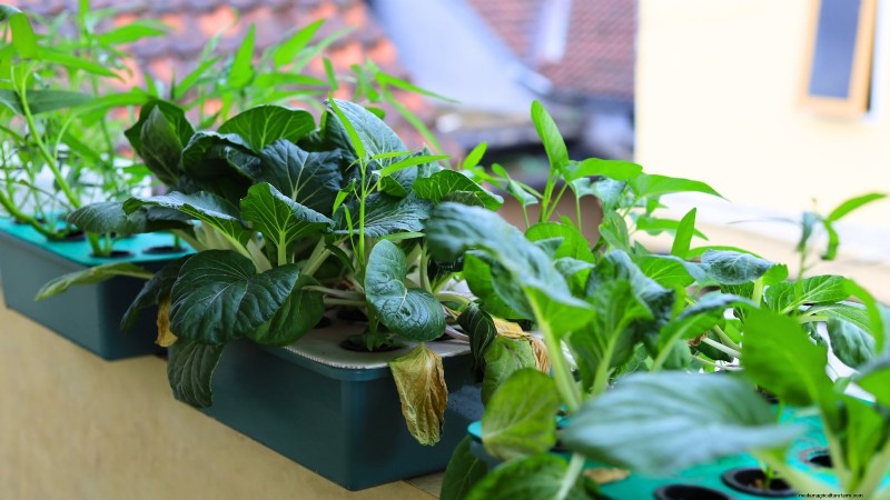 Hydroponics: A Beginner s Guide to Soil-Less Gardening