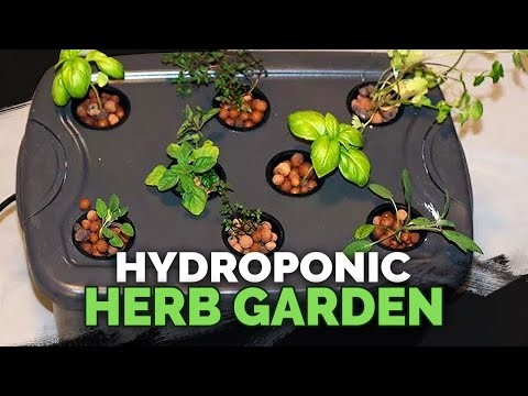 Hydroponics: A Beginner s Guide to Soil-Less Gardening