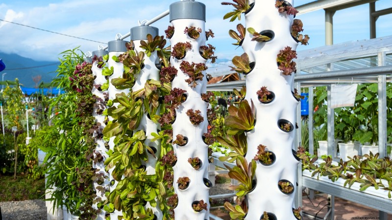 Hydroponics: A Beginner s Guide to Soil-Less Gardening