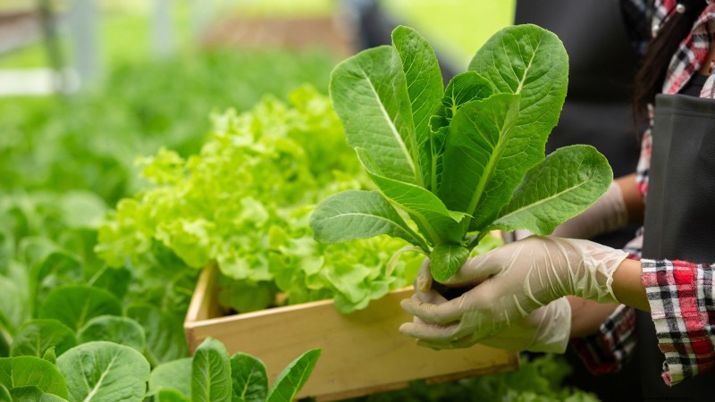 Hydroponics: A Beginner s Guide to Soil-Less Gardening