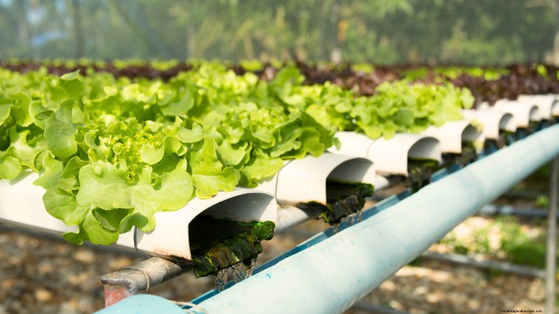 Hydroponics: A Beginner s Guide to Soil-Less Gardening