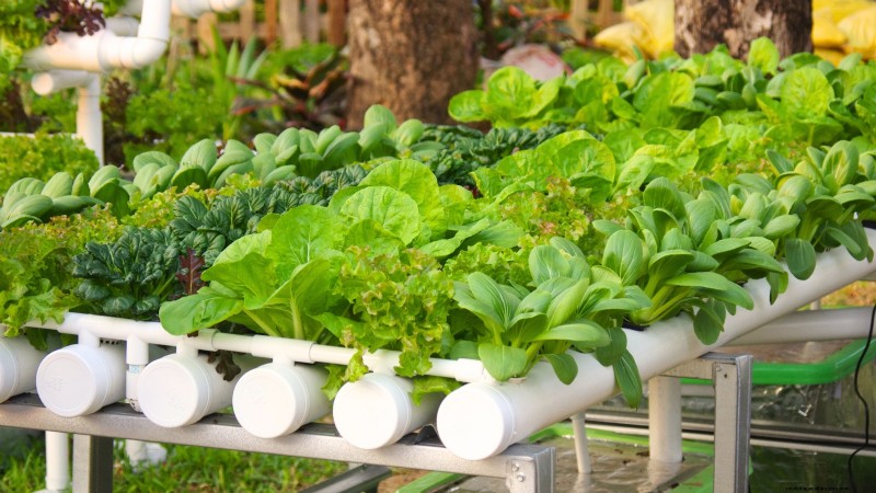 Hydroponics: A Beginner s Guide to Soil-Less Gardening