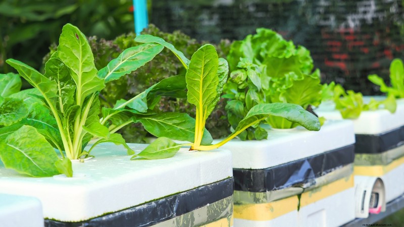 Hydroponics: A Beginner s Guide to Soil-Less Gardening