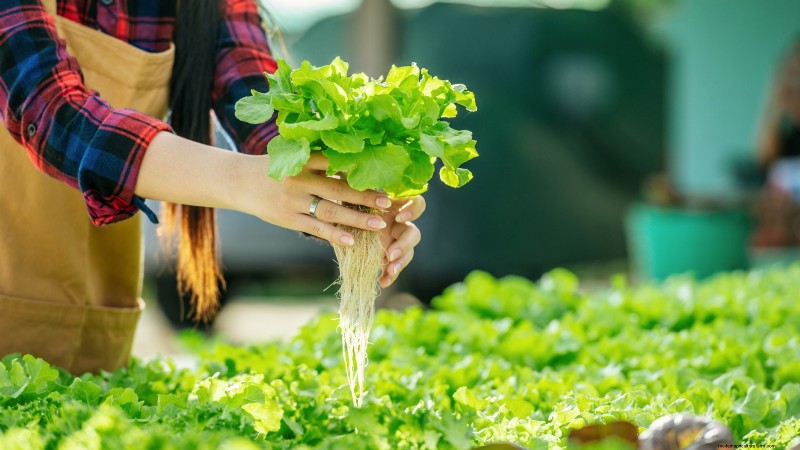 Hydroponics: A Beginner s Guide to Soil-Less Gardening