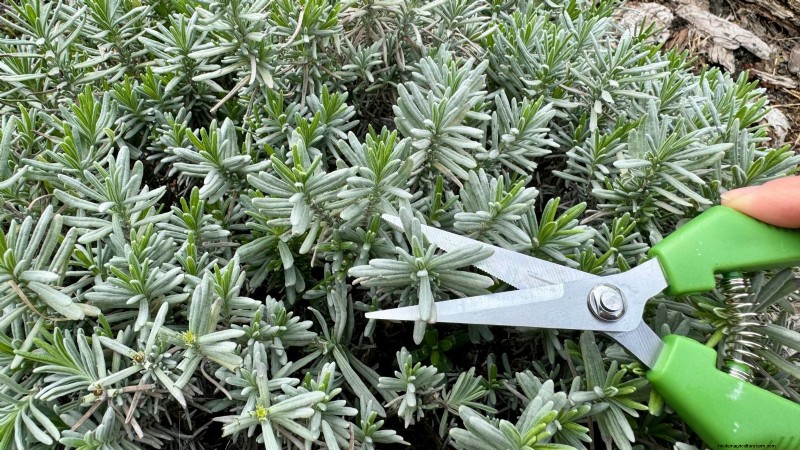 Lavender Pruning Guide: Maximize Summer Blooms & Plant Health