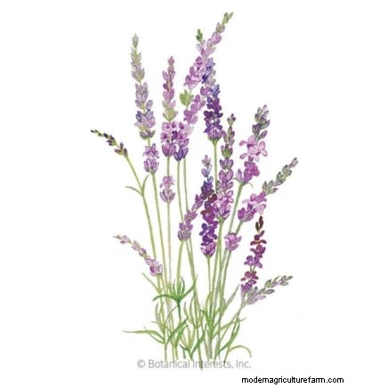 Lavender Pruning Guide: Maximize Summer Blooms & Plant Health