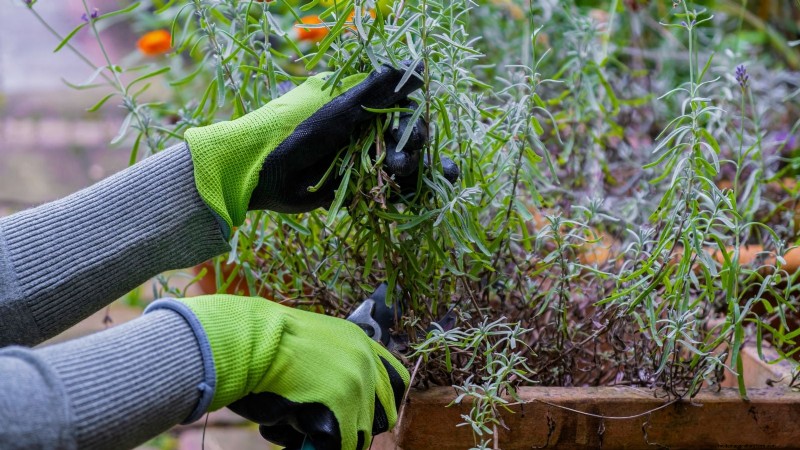 Lavender Pruning Guide: Maximize Summer Blooms & Plant Health